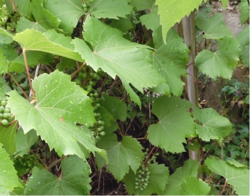 Vigne américaine.jpg