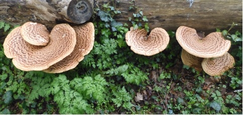Polypore écailleux.jpg
