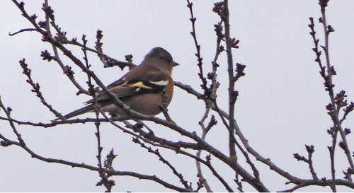 Pinson des arbres.jpg