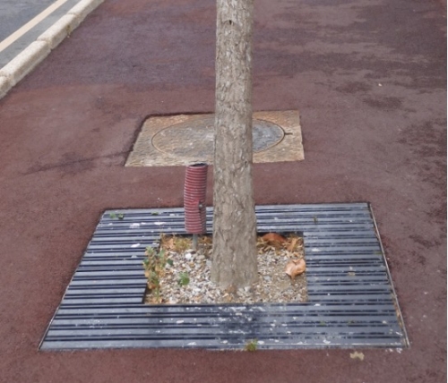 Pied d’arbre stérile.jpg