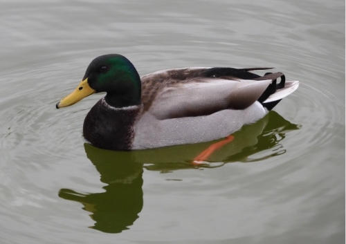 Canard colvert.jpg