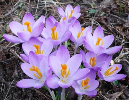 Crocus.jpg