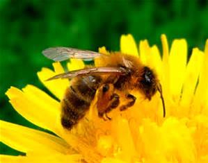 Photo abeille.jpg