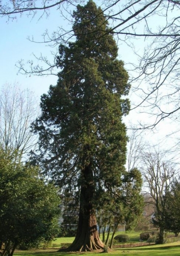 sequoia.jpg