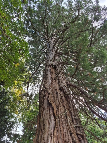 sequoia.jpg