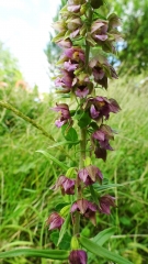 Epipactis-à-larges_feuilles_2.jpeg