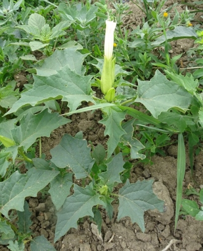 Datura stramoine.jpg