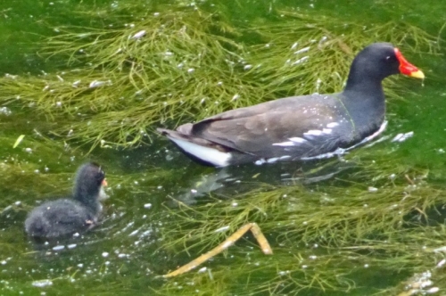 Gallinule.jpg