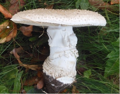 Amanite épineuse.jpg