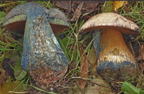 Bolet blafard.jpg