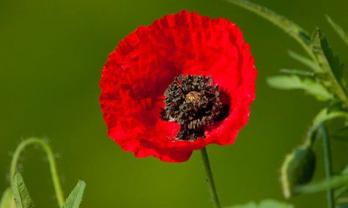 Photo coquelicot.png