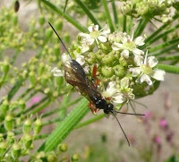 Ichneumon butinant ombellifere VA-2.jpg