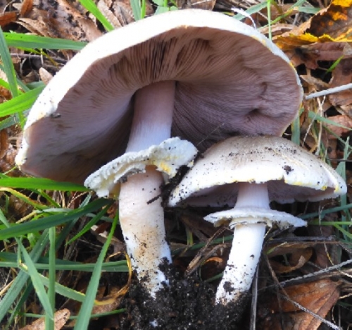 Agaric jaunissant.jpg