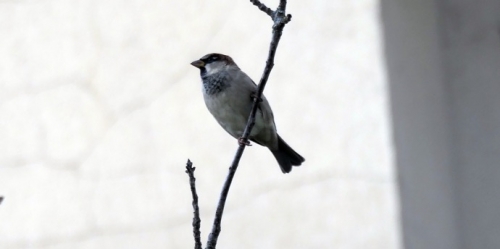 Moineau domestique.jpg