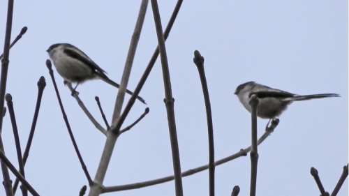 Mésange longue queue.jpg