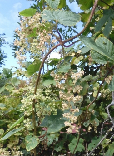 Houblon, pied mâle.jpg