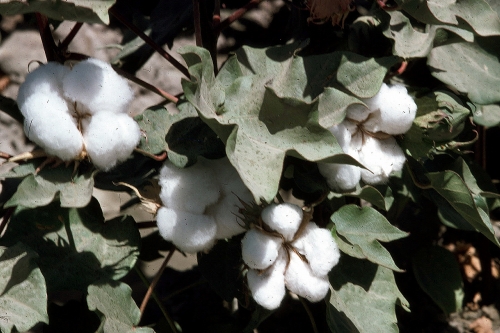 Coton.jpg