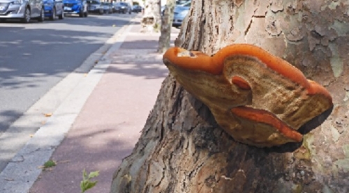 Polypore hirsute.jpg