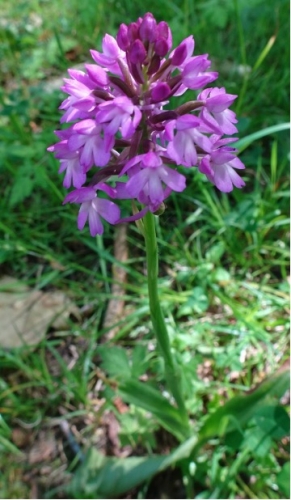 Orchis pyramidal.jpg