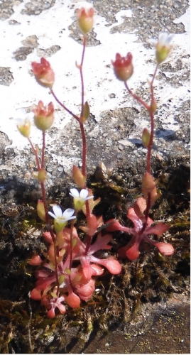 Saxifrage à trois doigts.jpg