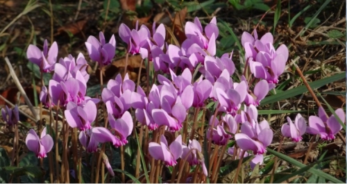 Cyclamens.jpg