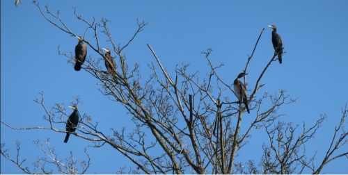 Grands Cormorans.jpg