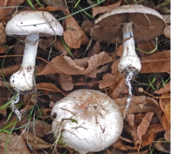 Agaric radicant.jpg