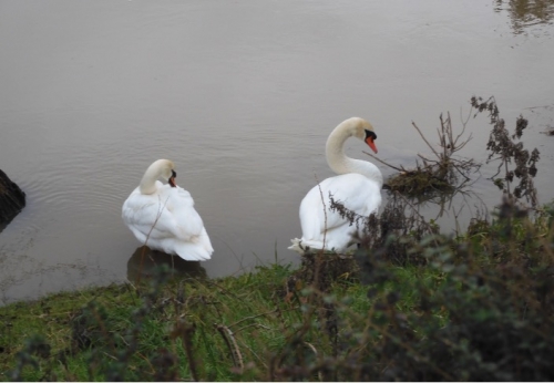 Cygne.jpg