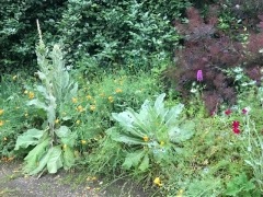 sortie botanique 2.jpg